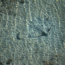 rays-in-shallow-water-Tiritiri-Matangi-2013-07-21-IMG 9541