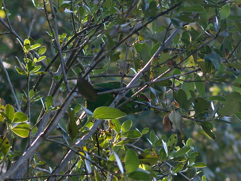 red-crowned-kakariki-Cyanoramphus-novaezelandiae-East-Coast-Track-Tiritiri-Matangi-2013-07-21-IMG_9675.jpg