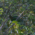 red-crowned-kakariki-Cyanoramphus-novaezelandiae-East-Coast-Track-Tiritiri-Matangi-2013-07-21-IMG 9675