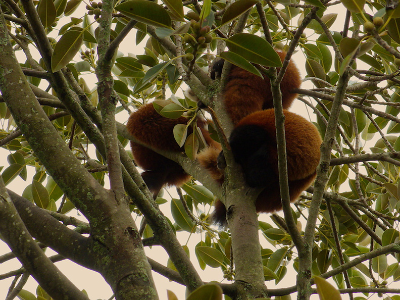 red-pandas-asleep-in-tree-Auckland-Zoo-2013-07-24-IMG_2809.jpg