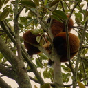red-pandas-asleep-in-tree-Auckland-Zoo-2013-07-24-IMG 2809