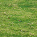 rosella-parrots-Tiritiri-Track-Shakespear-Park-Auckland-2013-07-05-IMG 8900