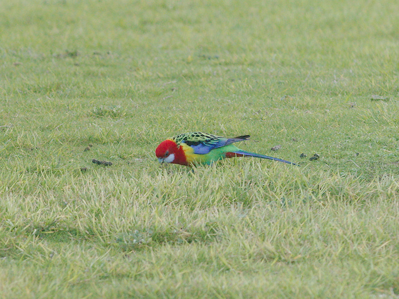 rosella-parrots-at-campsite-West-End-Track-Tawharenui-2013-07-06-IMG_9019.jpg