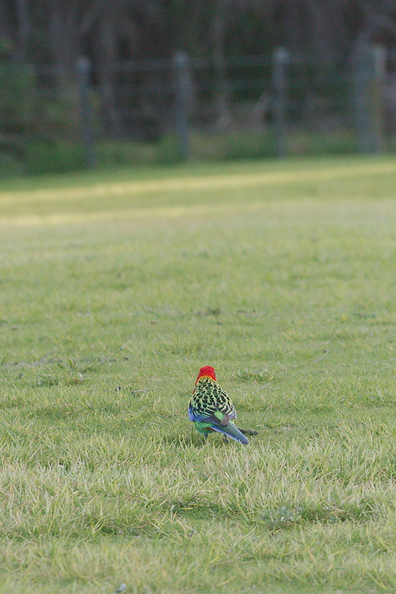 rosella-parrots-at-campsite-West-End-Track-Tawharenui-2013-07-06-IMG_9020.jpg