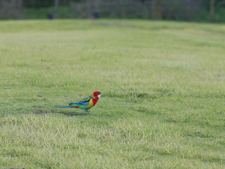 rosella-parrots-at-campsite-West-End-Track-Tawharenui-2013-07-06-IMG 9022