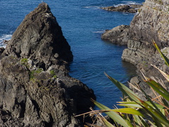sea-cliffs-and-seal-Tokatu-Pt-Tawharanui-2013-07-07-IMG 2418