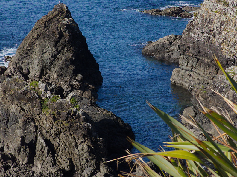sea-cliffs-and-seal-Tokatu-Pt-Tawharanui-2013-07-07-IMG_2418.jpg