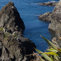 sea-cliffs-and-seal-Tokatu-Pt-Tawharanui-2013-07-07-IMG 2418