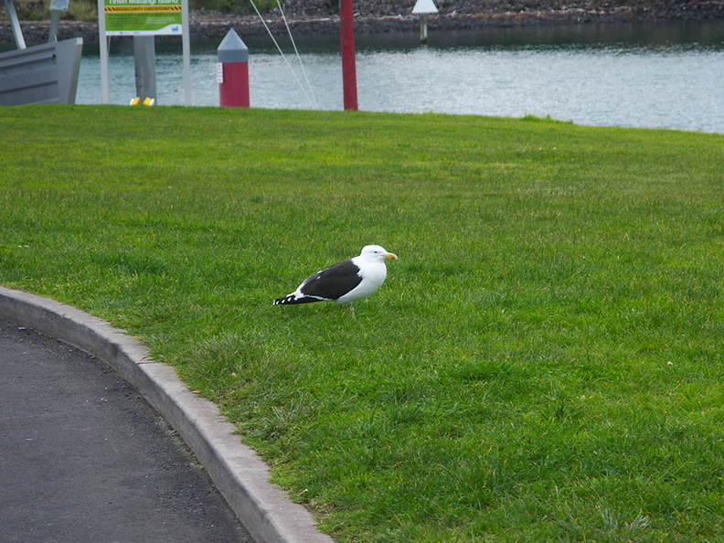 seagull-larger-black-and-white-Gulf-Harbour-Marina-Shakespear-20-07-2011-IMG_9347.jpg