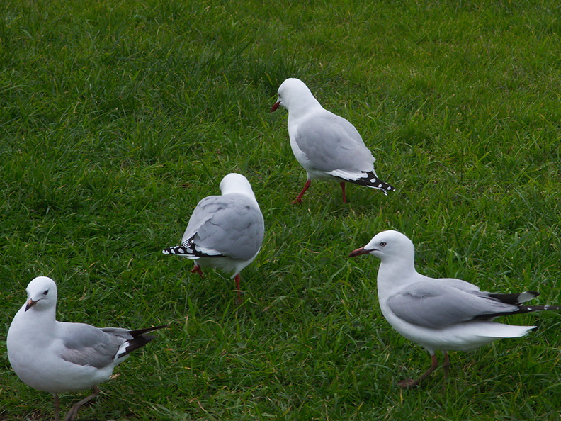 seagull-smaller-gray-and-white-Gulf-Harbour-Marina-Shakespear-20-07-2011-IMG_9344.jpg