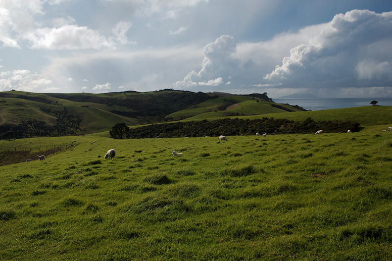 sheep-on-the-farm-Shakespear-Regional-Park-2015-08-08-IMG_1176.jpg