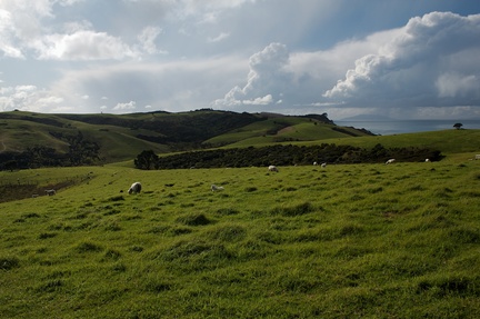 sheep-on-the-farm-Shakespear-Regional-Park-2015-08-08-IMG 1176