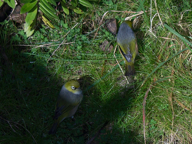 silvereye-birds-Rangitoto-summit-26-07-2011-IMG_3225.jpg