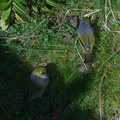 silvereye-birds-Rangitoto-summit-26-07-2011-IMG 3225