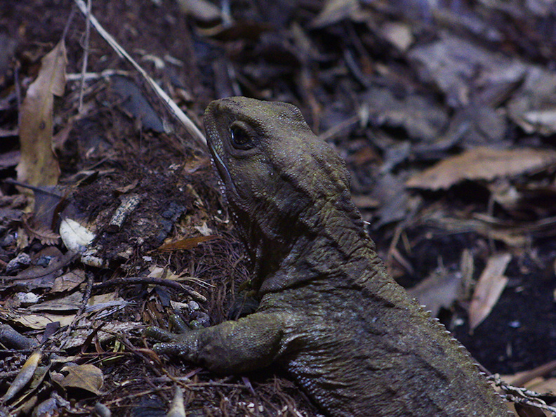 tuatara-lizard-Auckland-Zoo-2013-07-24-IMG_2832.jpg