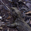 tuatara-lizard-Auckland-Zoo-2013-07-24-IMG 2832