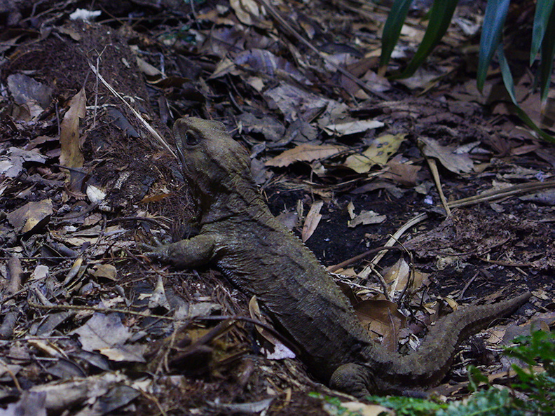 tuatara-lizard-Auckland-Zoo-2013-07-24-IMG 2833