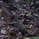 tuatara-lizard-Auckland-Zoo-2013-07-24-IMG 2833