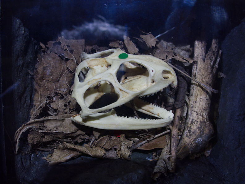 tuatara-lizard-skull-Auckland-Zoo-2013-07-24-IMG_2840.jpg