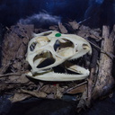 tuatara-lizard-skull-Auckland-Zoo-2013-07-24-IMG 2840