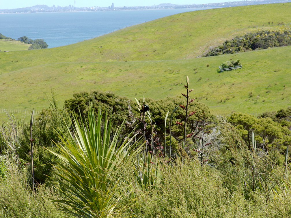 tui-on-New-Zealand-flax-flowers-Tiritiri-Track-Shakespear-Regional-Park-2015-11-13-IMG 6384