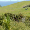 tui-on-New-Zealand-flax-flowers-Tiritiri-Track-Shakespear-Regional-Park-2015-11-13-IMG_6384.jpg