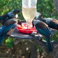 tui-parsonbirds-at-feeders-near-lighthouse-Tiritiri-Matangi-2016-07-22-IMG 3225