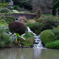 waterfalls-to-Ollies-Pond-Ayrlies-Garden-Auckland-2013-07-03-IMG 8809