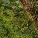 Anthoceros-sp-hornwort-near-Buxbaumia-Tarawera-Outlet-to-Humphries-Bay-Track-2015-10-17-IMG 2059