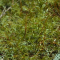 Dicranoloma-robustum-moss-single-sporophyte-at-branch-apex--Tarawera-Outlet-to-Humphries-Bay-Track-2015-10-17-IMG 2033