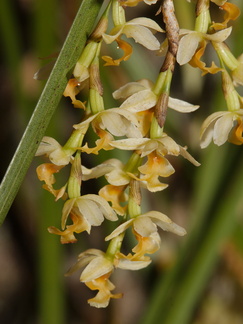 Earina-mucronata-epiphytic-orchid-Tarawera-to-Waterfall-Track-2015-10-16-IMG 1960