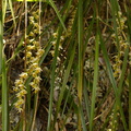 Earina-mucronata-epiphytic-orchid-Tarawera-to-Waterfall-Track-2015-10-16-IMG 5828