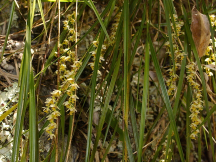 Earina-mucronata-epiphytic-orchid-Tarawera-to-Waterfall-Track-2015-10-16-IMG 5828