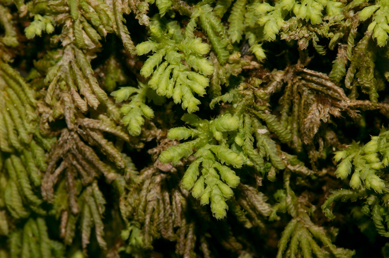 Hypopterygium-novae-seelandiae-umbrella-moss-Tarawera-to-Waterfall-Track-2015-10-16-IMG 1999
