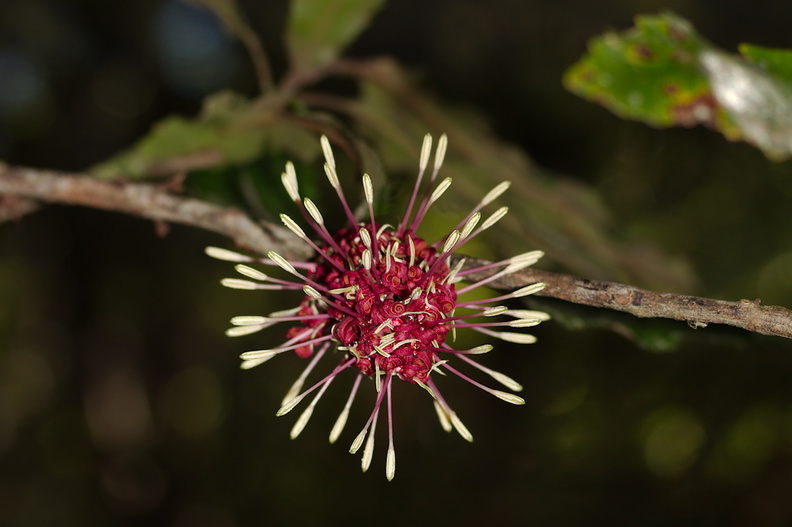 Knightia-excelsa-rewarewa-flowers-Tarawera-Outlet-to-Humphries-Bay-Track-2015-10-17-IMG_2025.jpg
