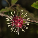 Knightia-excelsa-rewarewa-flowers-Tarawera-Outlet-to-Humphries-Bay-Track-2015-10-17-IMG 2025