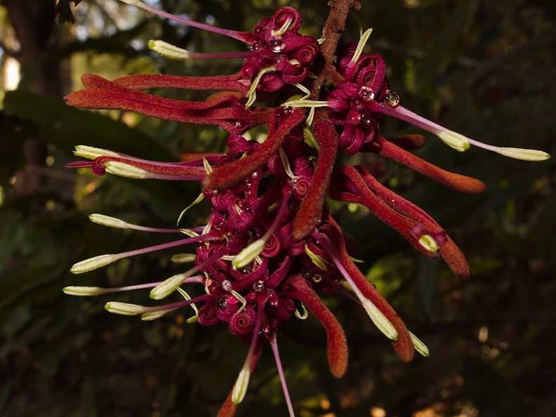 Knightia-excelsa-rewarewa-flowers-Tarawera-Outlet-to-Humphries-Bay-Track-2015-10-17-IMG_5883.jpg