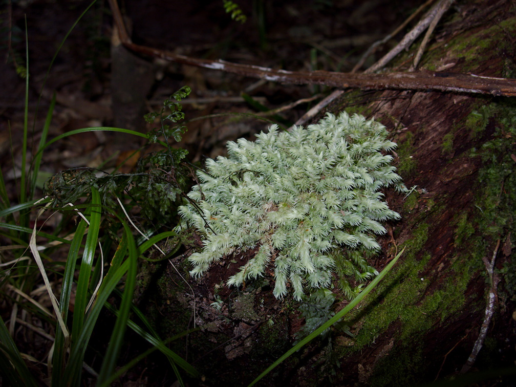 Leucobryum-candidum-pincushion-moss-Tarawera-to-Waterfall-Track-2015-10-16-IMG 5860