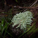 Leucobryum-candidum-pincushion-moss-Tarawera-to-Waterfall-Track-2015-10-16-IMG 5860