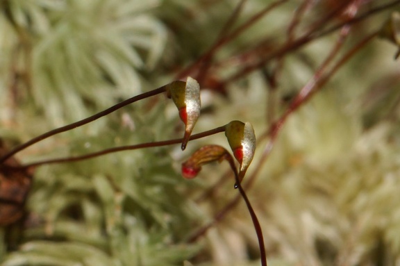 Leucobryum-candidum-pincushion-moss-sporophytes-Tarawera-to-Waterfall-Track-2015-10-16-IMG 1994 v2