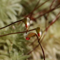 Leucobryum-candidum-pincushion-moss-sporophytes-Tarawera-to-Waterfall-Track-2015-10-16-IMG 1994 v2