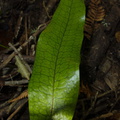 Microsorum-pustulatum-fern-entire-fronds-reticulate-net-venation-Tarawera-to-Waterfall-Track-2015-10-16-IMG 5805