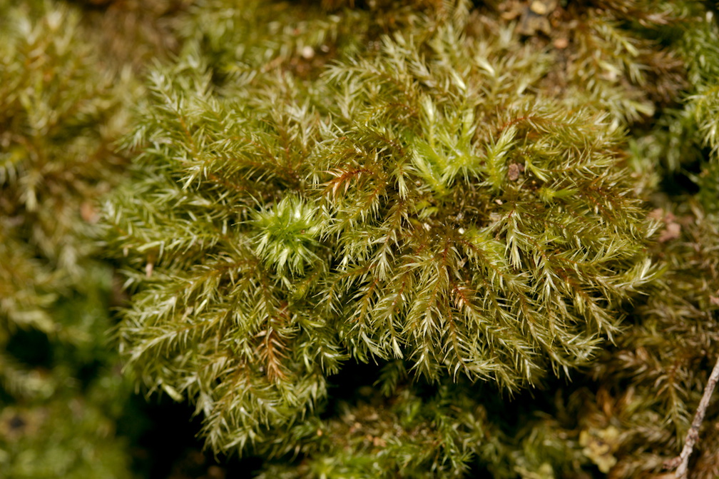 Mniodendron-dendroides-fuzzy-umbrella-moss-Tarawera-to-Waterfall-Track-2015-10-16-IMG 2016