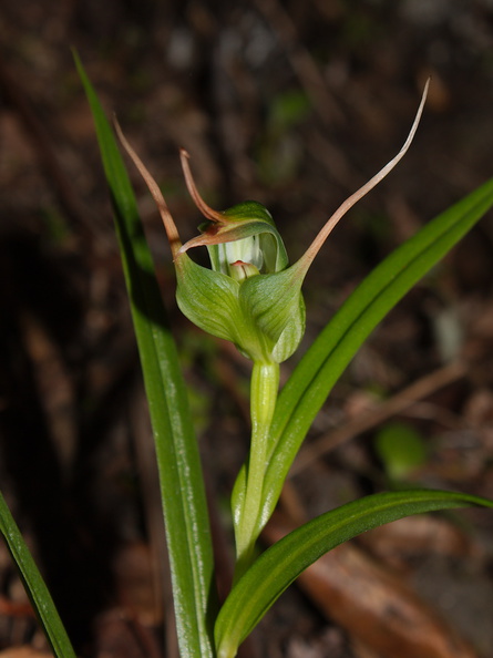 Pterostylis-cf-banksiae-greenhood-orchid-cliff-walk-Whakatane-2015-10-20-IMG_2145.jpg