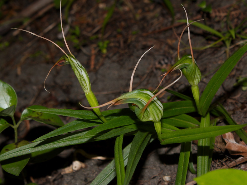 Pterostylis-cf-banksiae-greenhood-orchid-cliff-walk-Whakatane-2015-10-20-IMG_2149.jpg