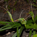 Pterostylis-cf-banksiae-greenhood-orchid-cliff-walk-Whakatane-2015-10-20-IMG 2149
