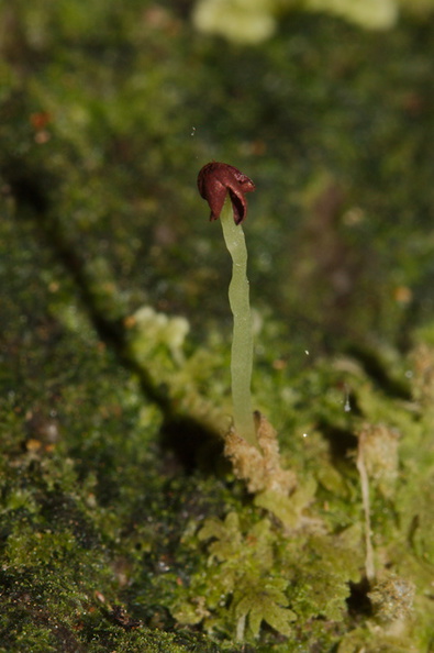 Trichocolea-mollissima-foliose-liverwort-Tarawera-Outlet-to-Humphries-Bay-Track-2015-10-17-IMG_2109.jpg