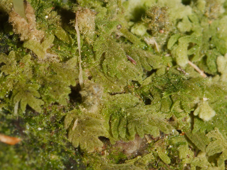 Trichocolea-mollissima-foliose-liverwort-Tarawera-Outlet-to-Humphries-Bay-Track-2015-10-17-IMG_2110.jpg
