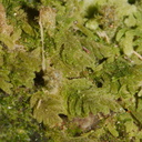Trichocolea-mollissima-foliose-liverwort-Tarawera-Outlet-to-Humphries-Bay-Track-2015-10-17-IMG 2110