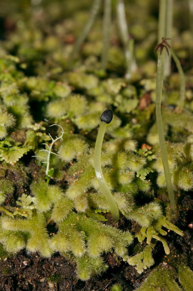 Trichocolea-mollissima-foliose-liverwort-Tarawera-to-Waterfall-Track-2015-10-16-IMG_1976.jpg